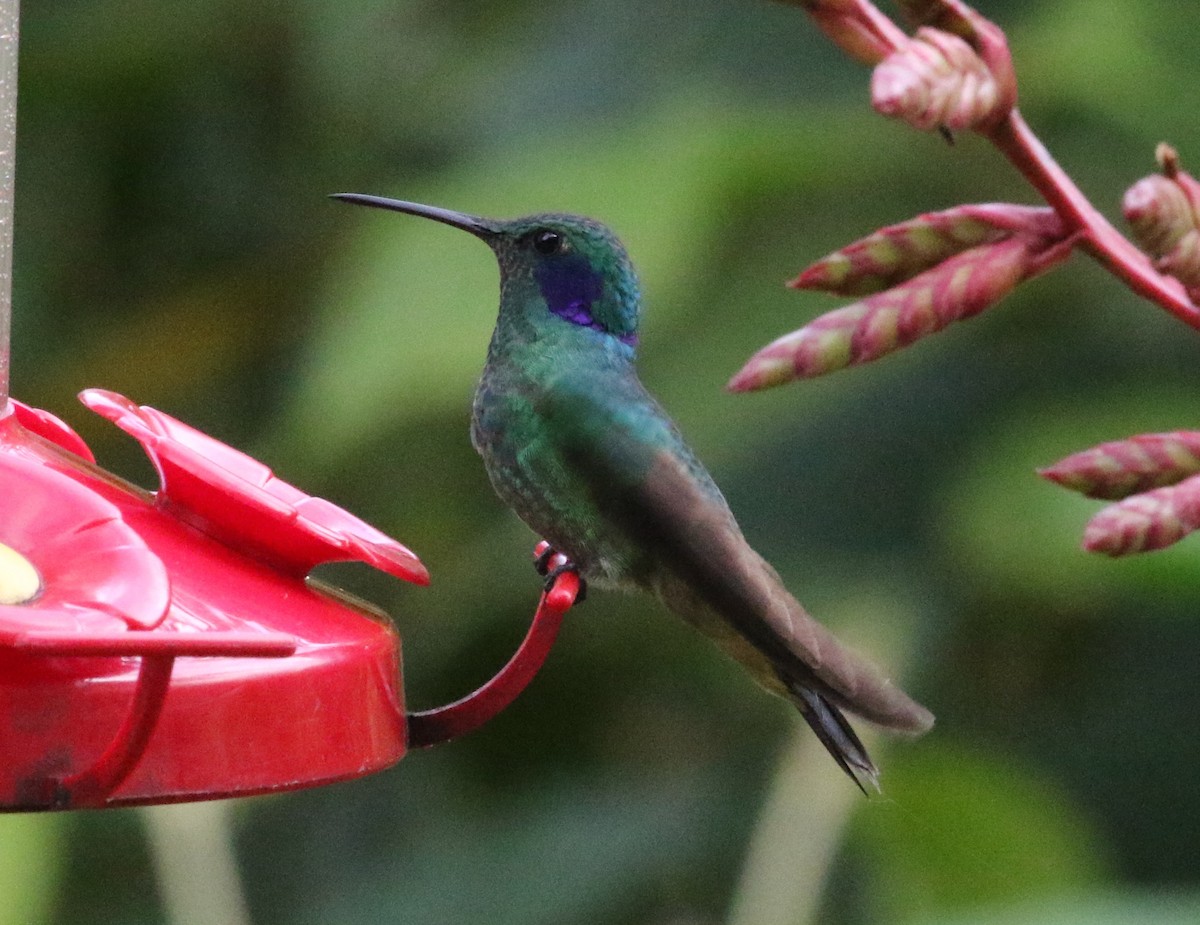 kolibřík modrouchý - ML129182151