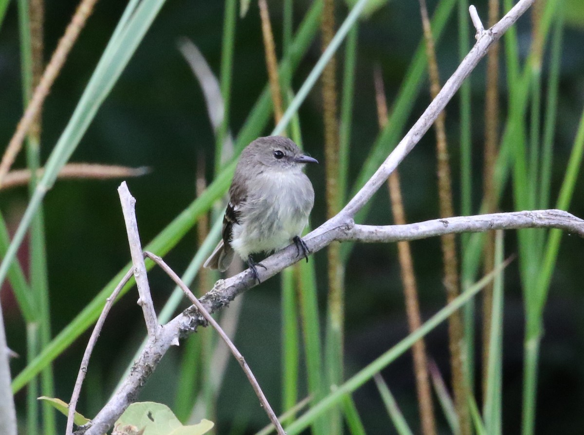 Olive-chested Flycatcher - ML129182421