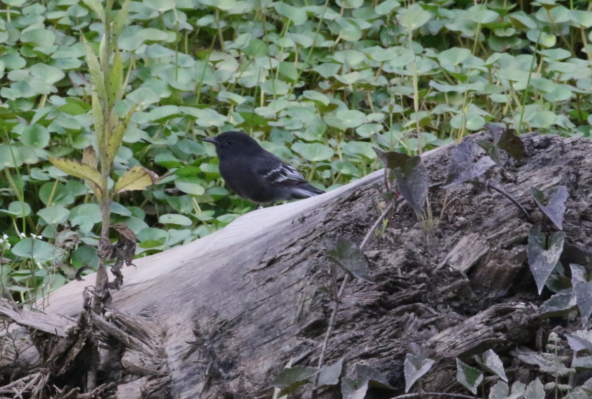 Black Phoebe - Carol Ortenzio