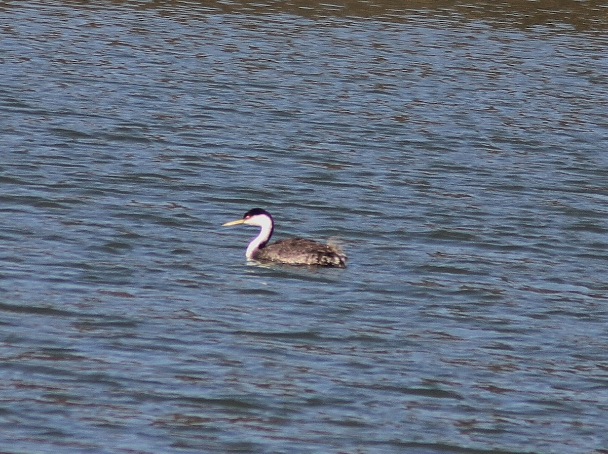 Western Grebe - ML129184241