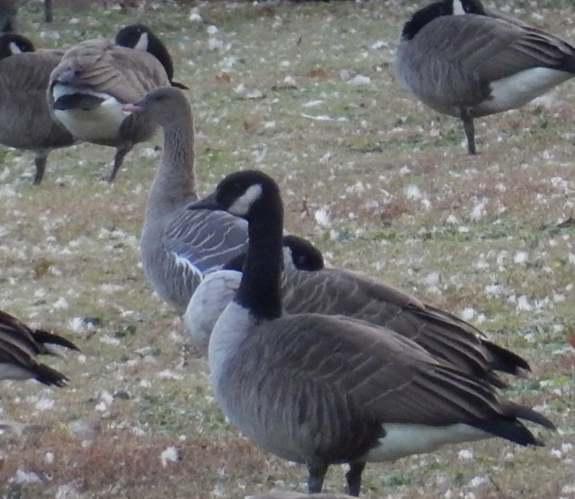 Pink-footed Goose - ML129184911