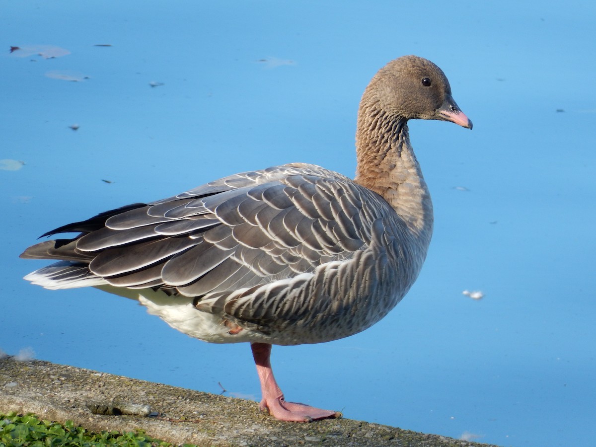 Pink-footed Goose - ML129184921