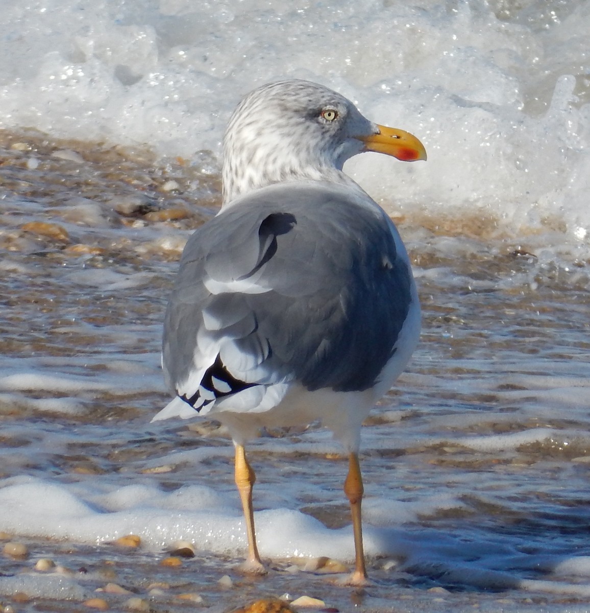 Lesser Black-backed Gull - ML129184941