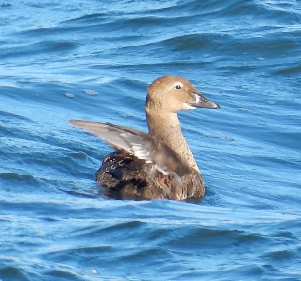 Eider à tête grise - ML129184951