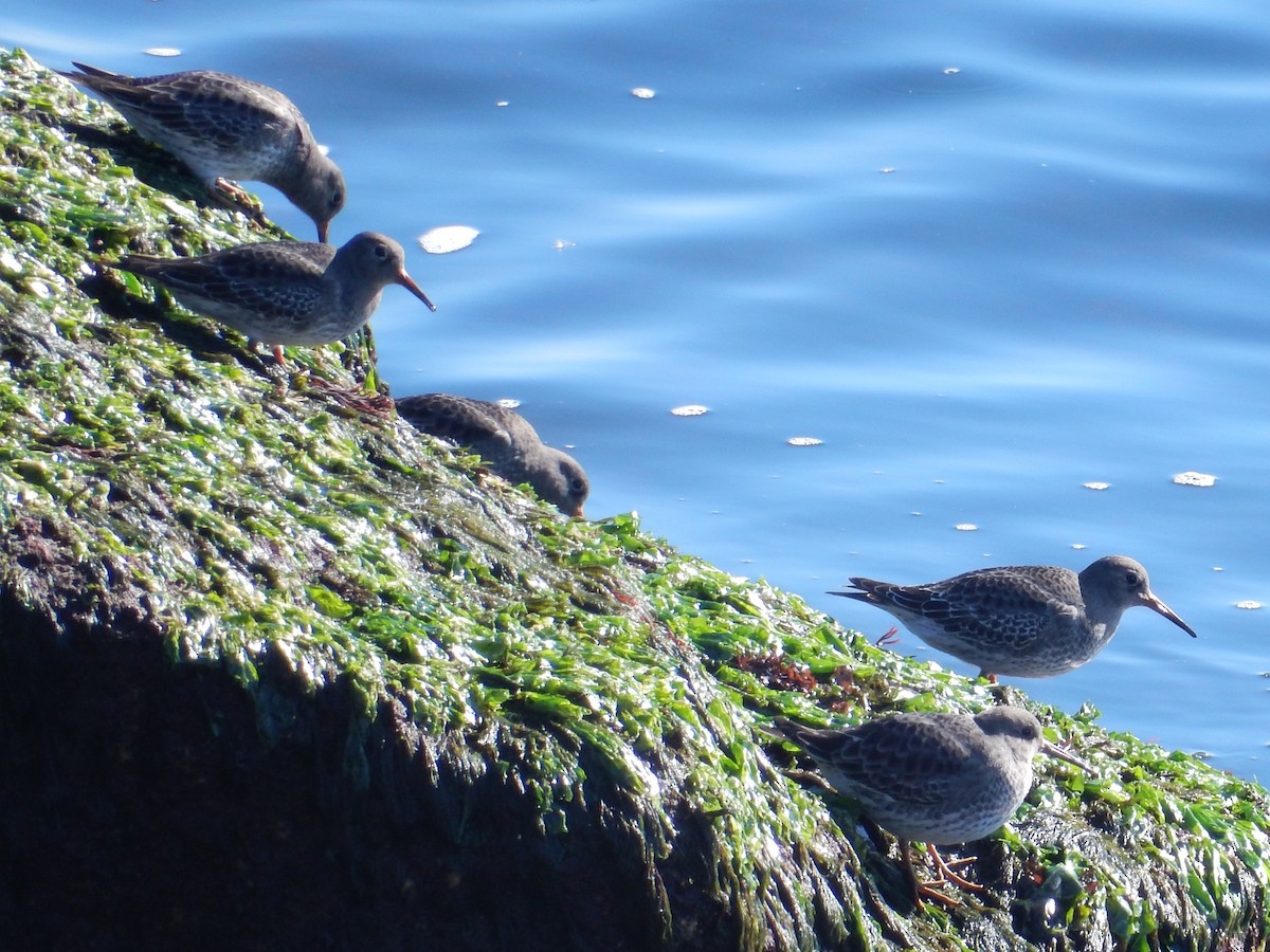 Purple Sandpiper - ML129184981