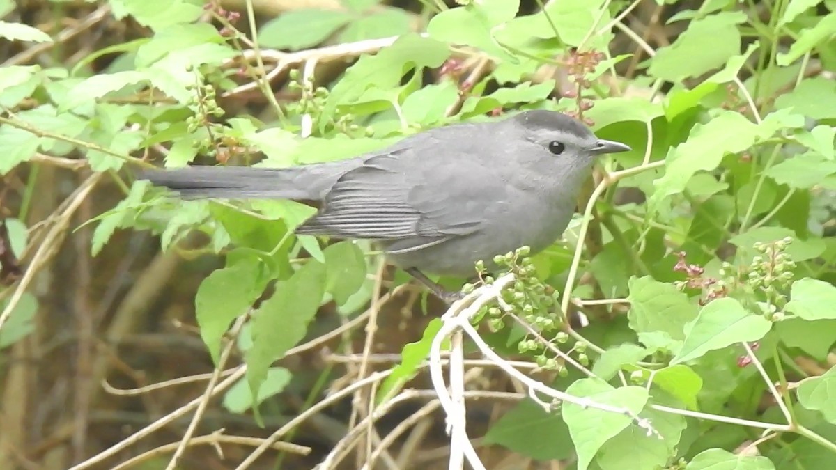 Gray Catbird - ML129185441