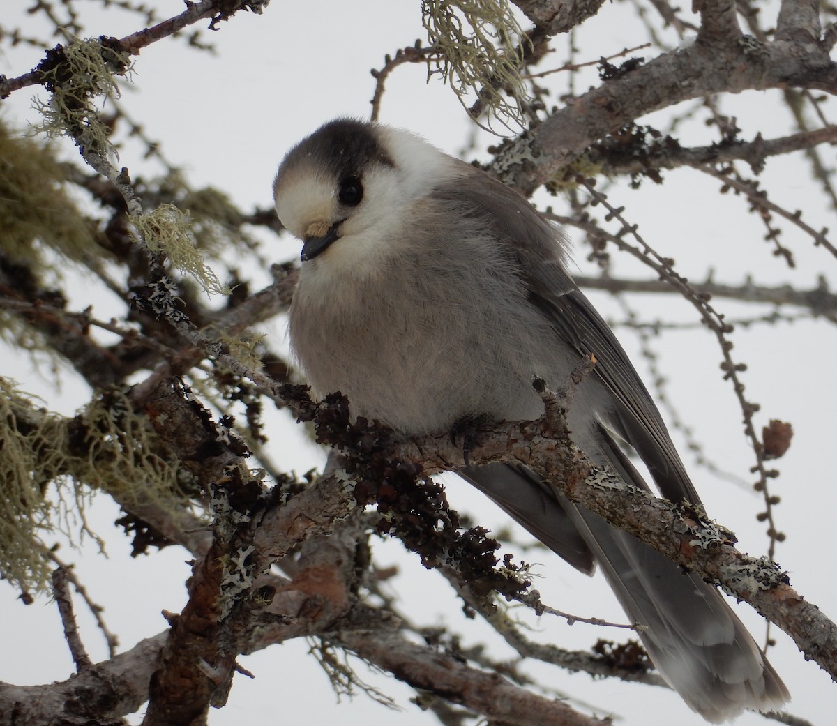 Canada Jay - ML129185571