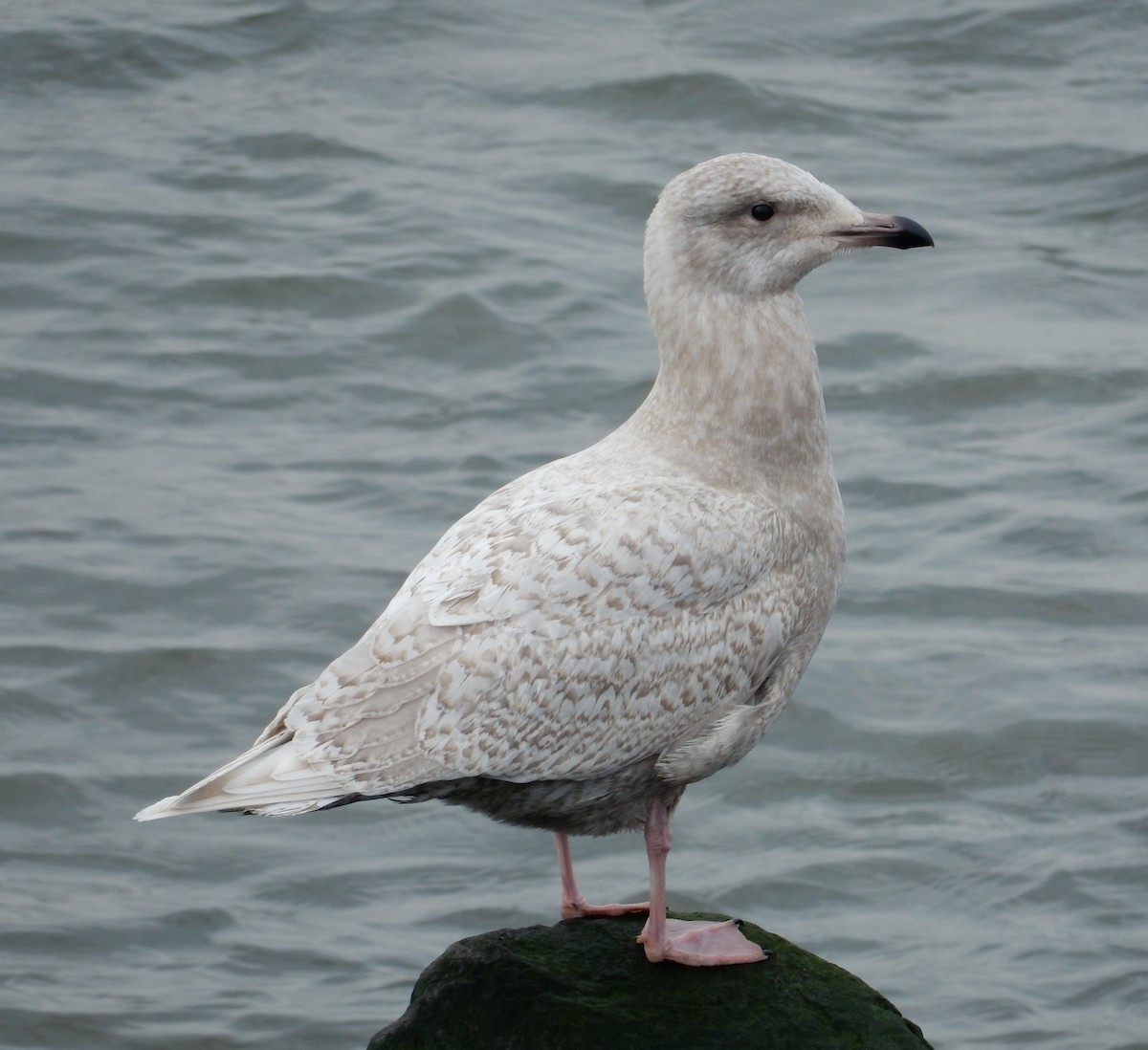 Iceland Gull (kumlieni/glaucoides) - ML129185671