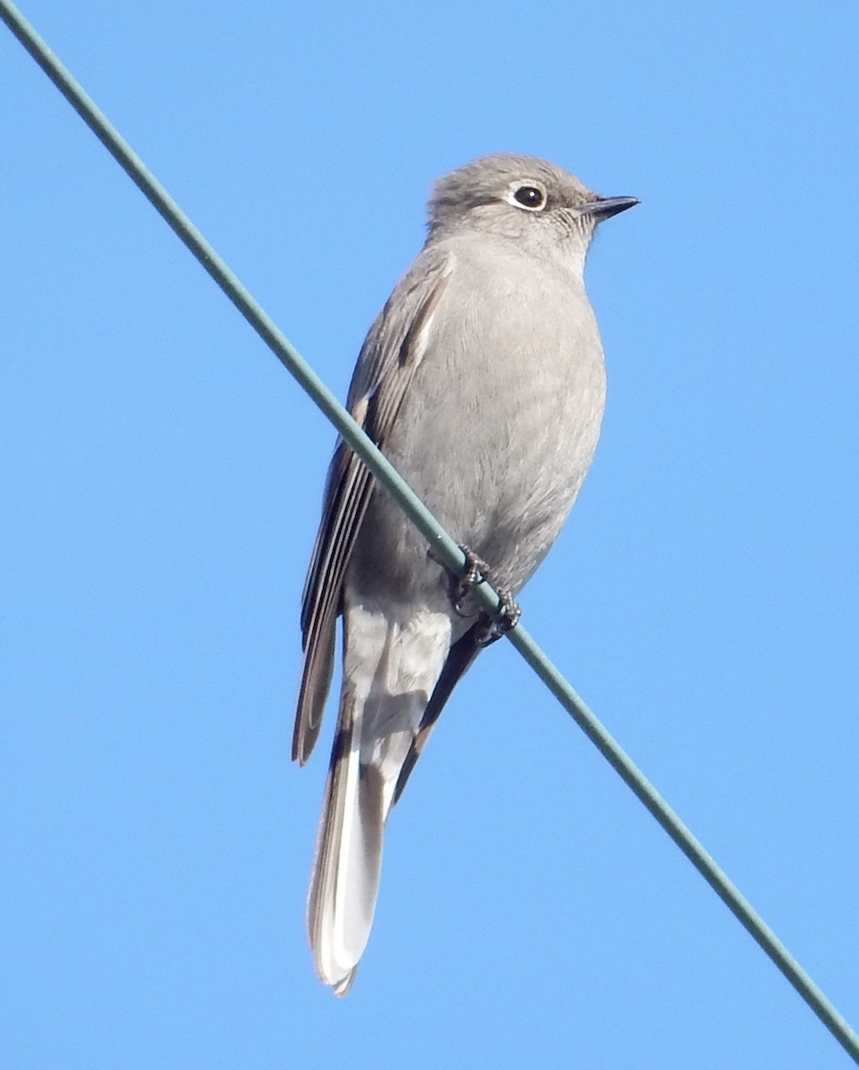 Townsend's Solitaire - ML129185711