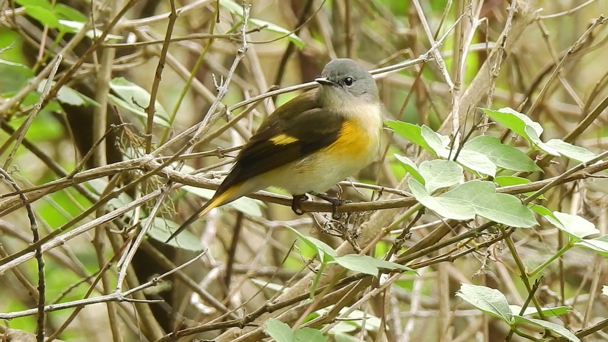 American Redstart - ML129185791