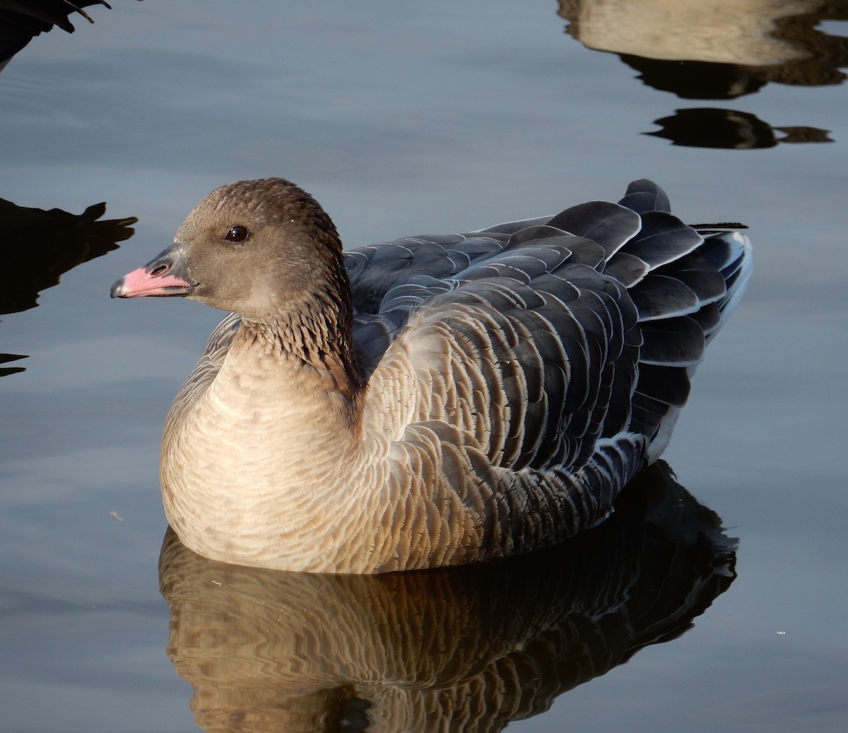 Pink-footed Goose - ML129185841