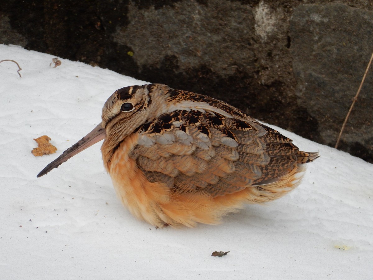 American Woodcock - ML129186091