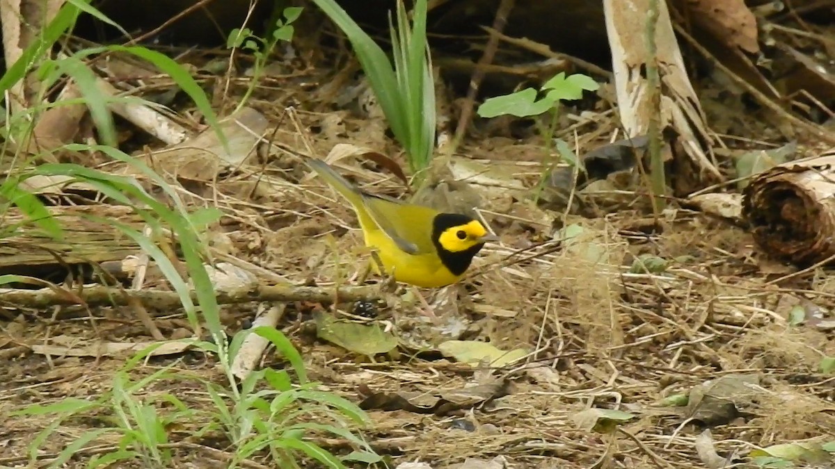 Hooded Warbler - ML129186351