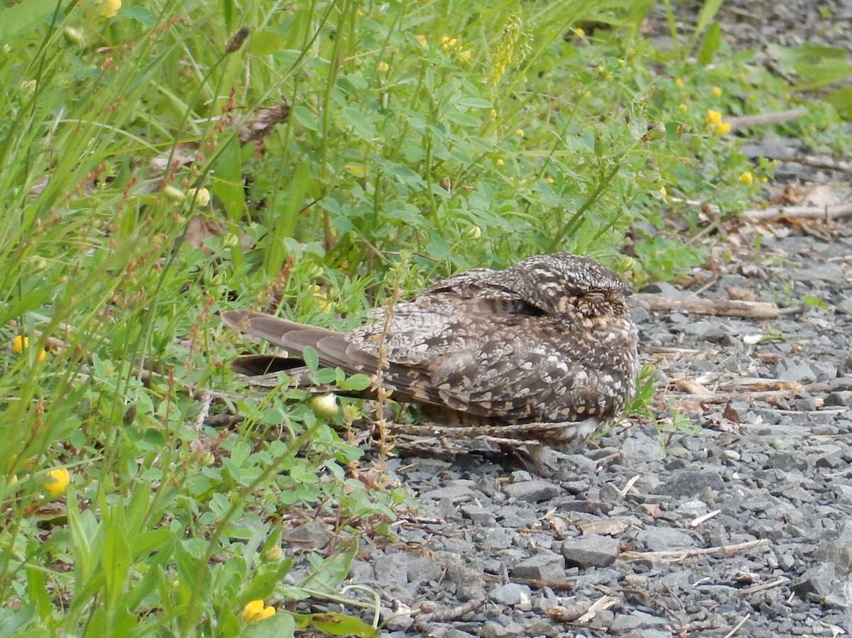 Lesser Nighthawk - ML129186981