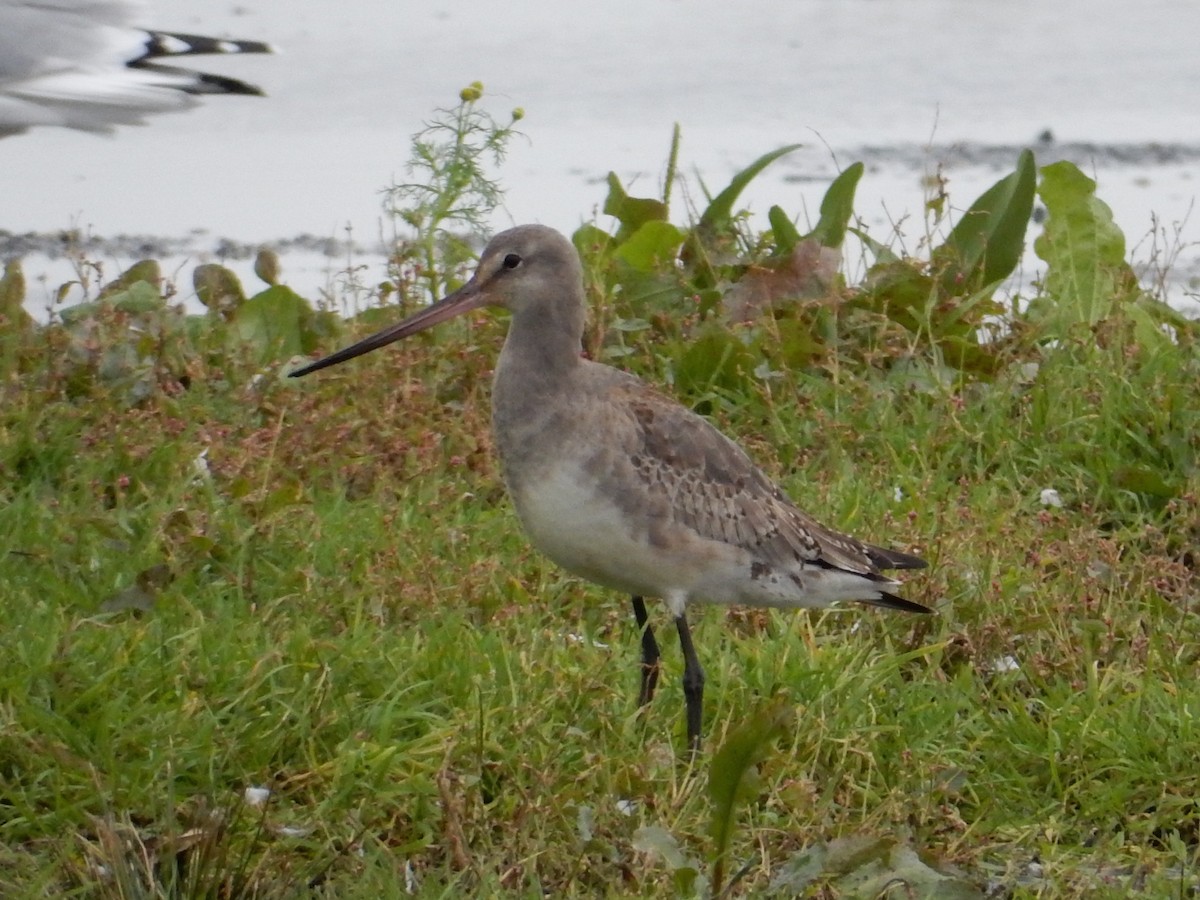 Hudsonian Godwit - ML129187721