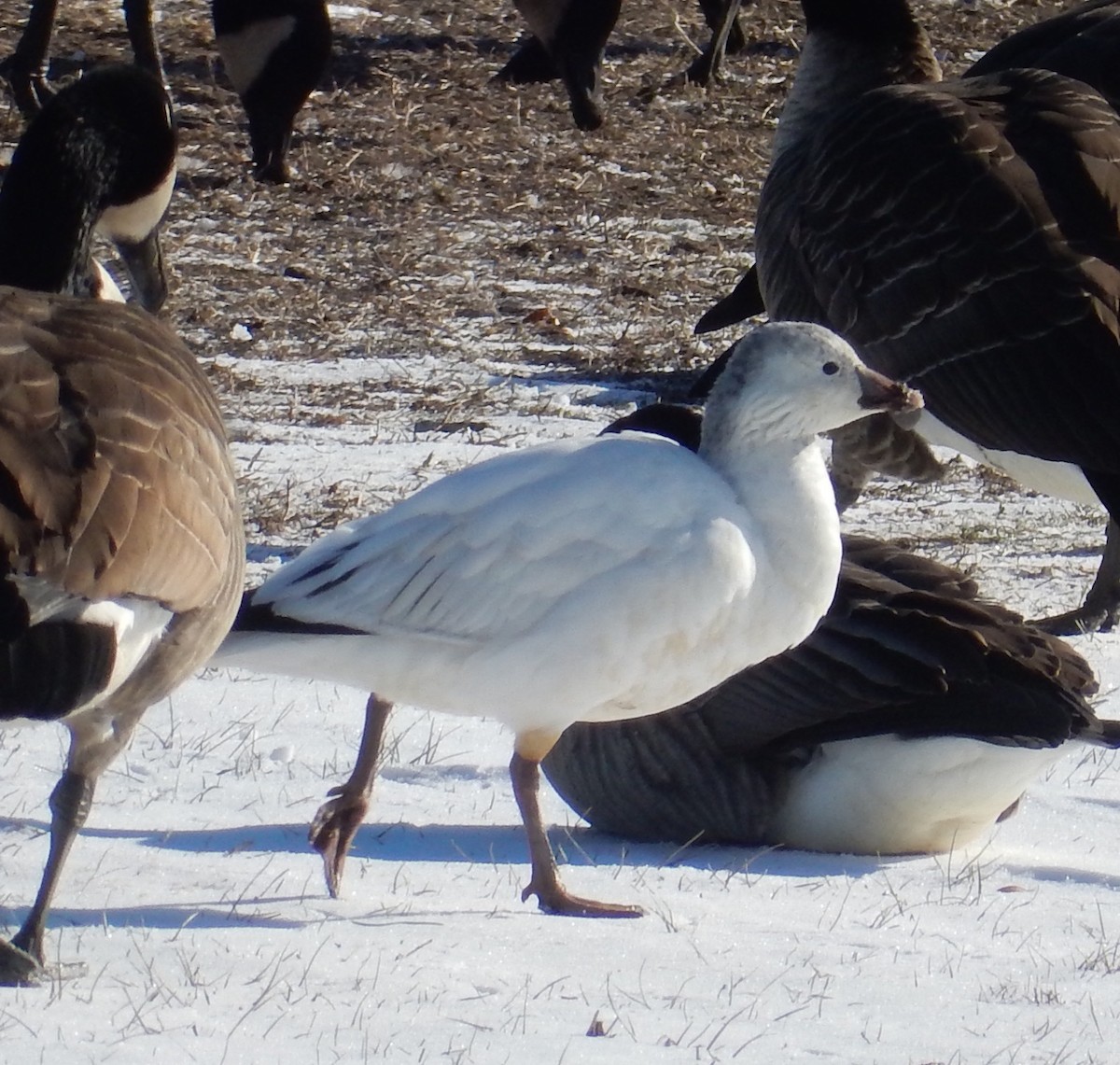 Ross's Goose - ML129187961