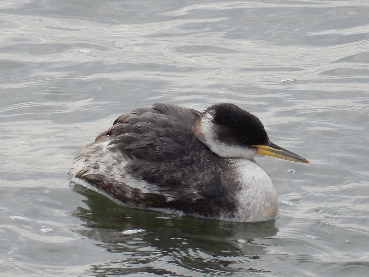 Red-necked Grebe - ML129188021