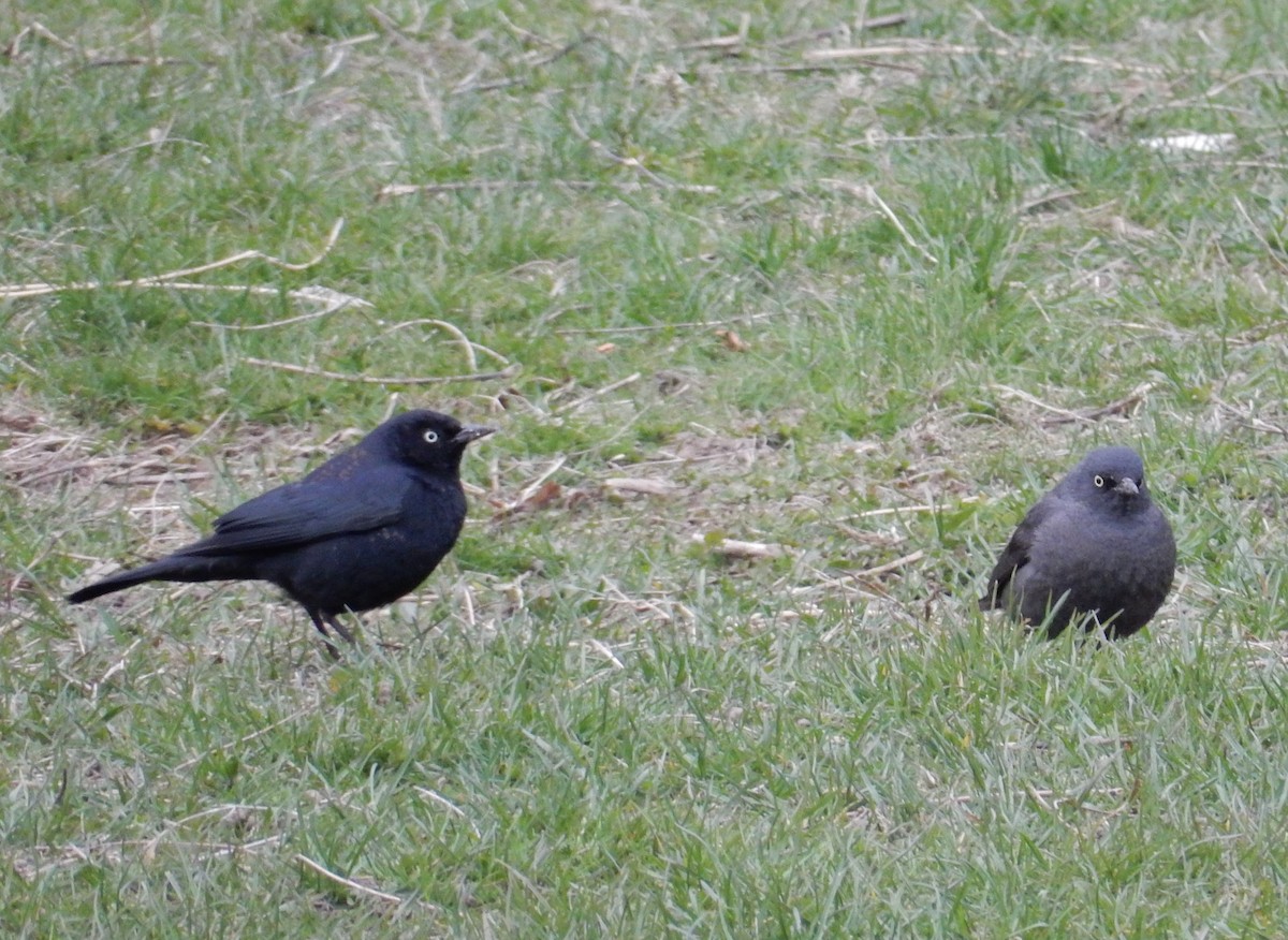 Rusty Blackbird - Peter Paul