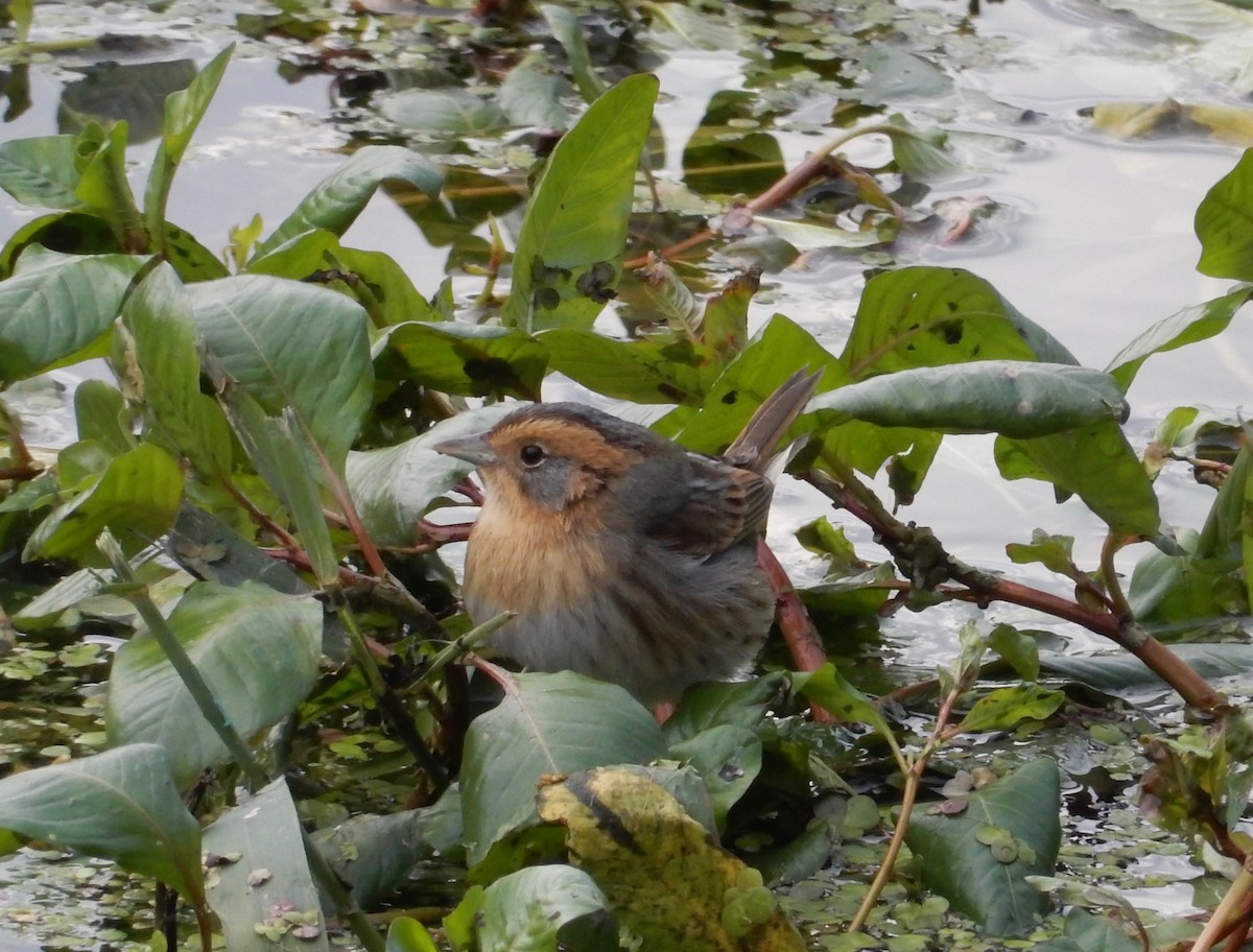 Nelson's Sparrow - ML129188381