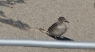 Green-winged Teal - ML129188501