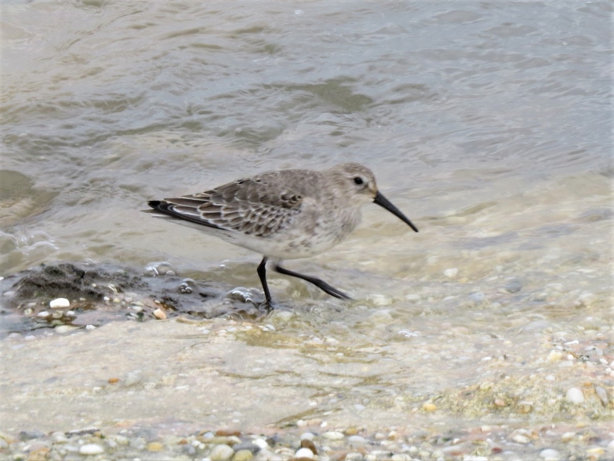 Dunlin - ML129188721