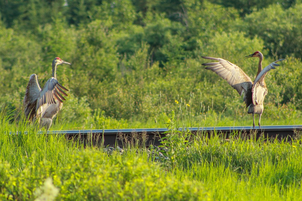 Sandhill Crane - ML129189981