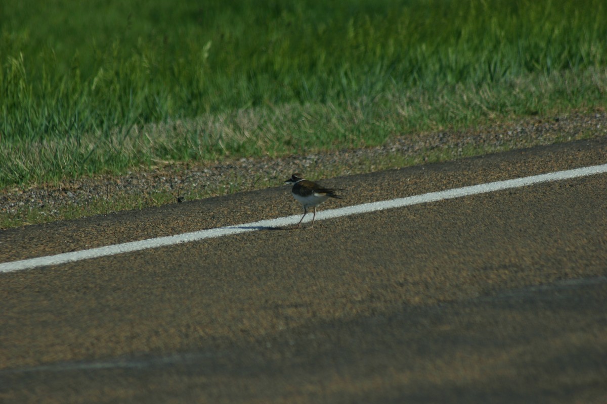 Killdeer - ML129190141