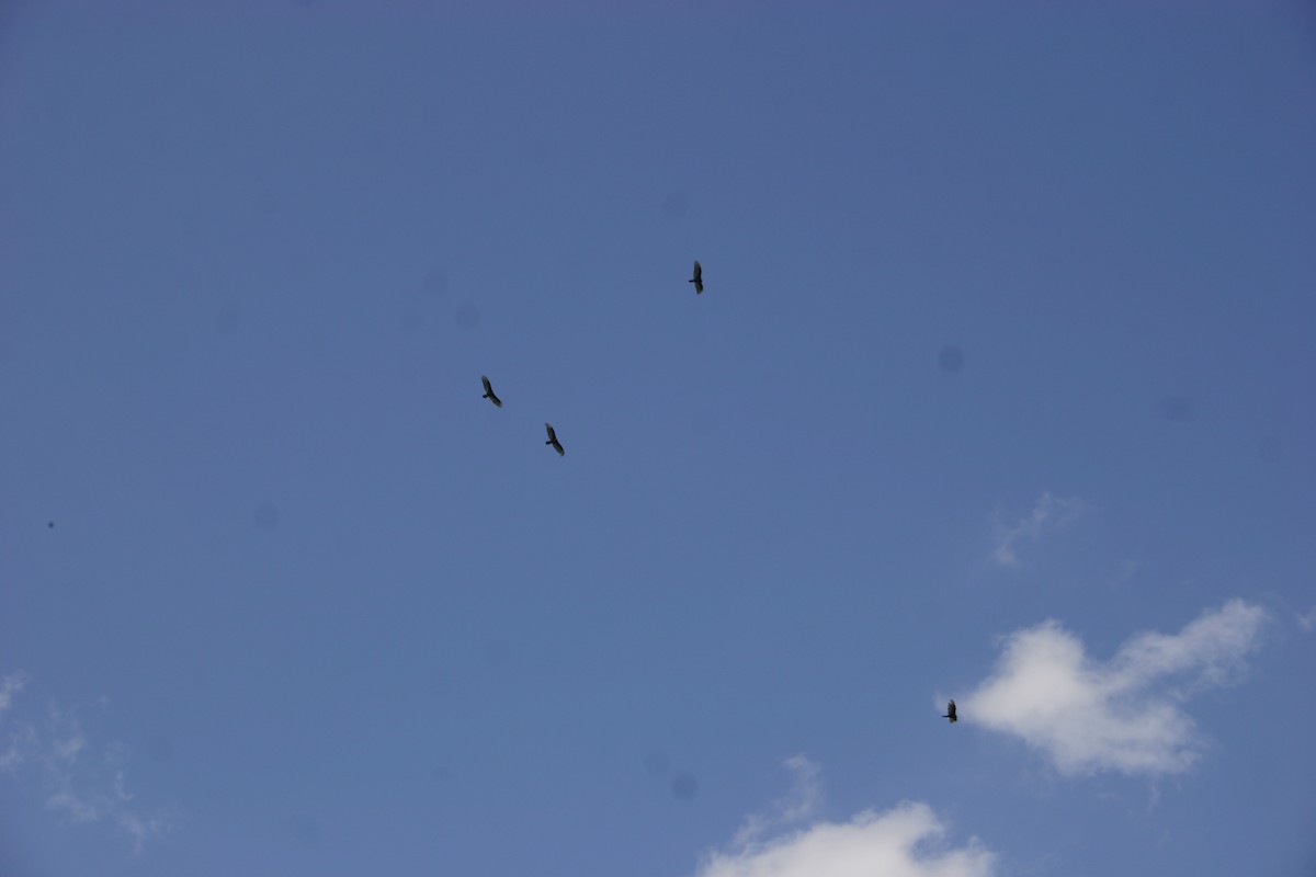 Turkey Vulture - ML129190161