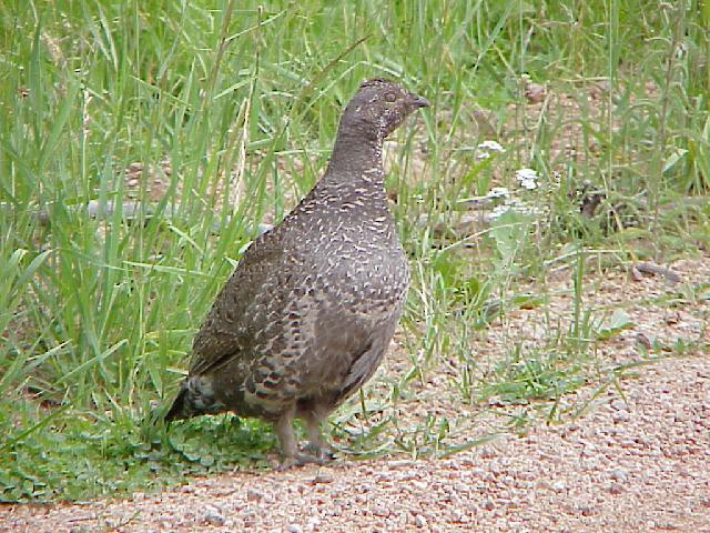 Dusky Grouse - ML129191151