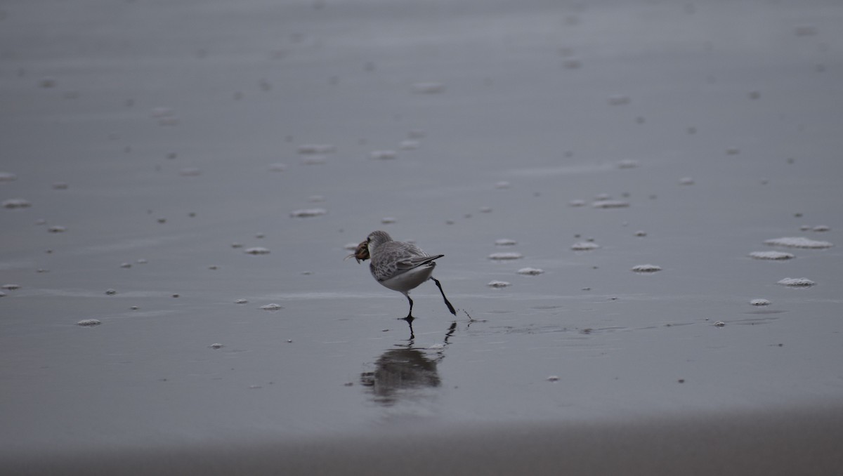 Sanderling - ML129191961