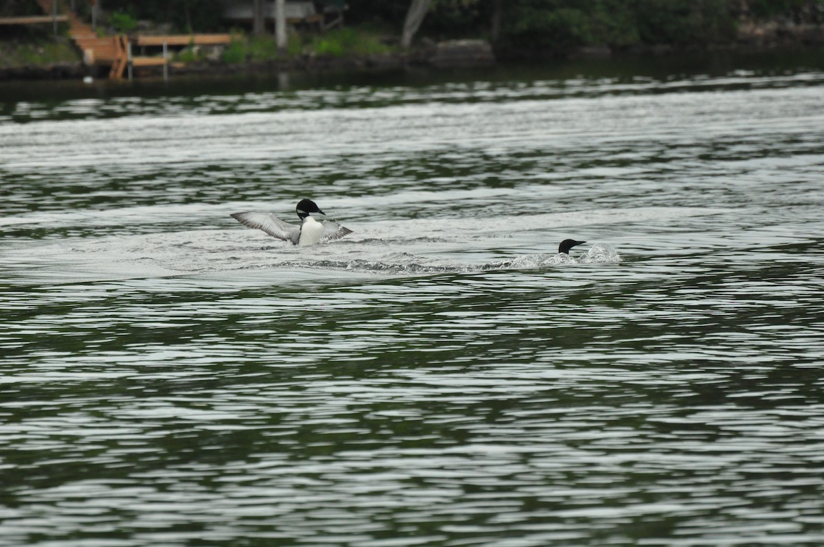 Common Loon - Steve Kinsley