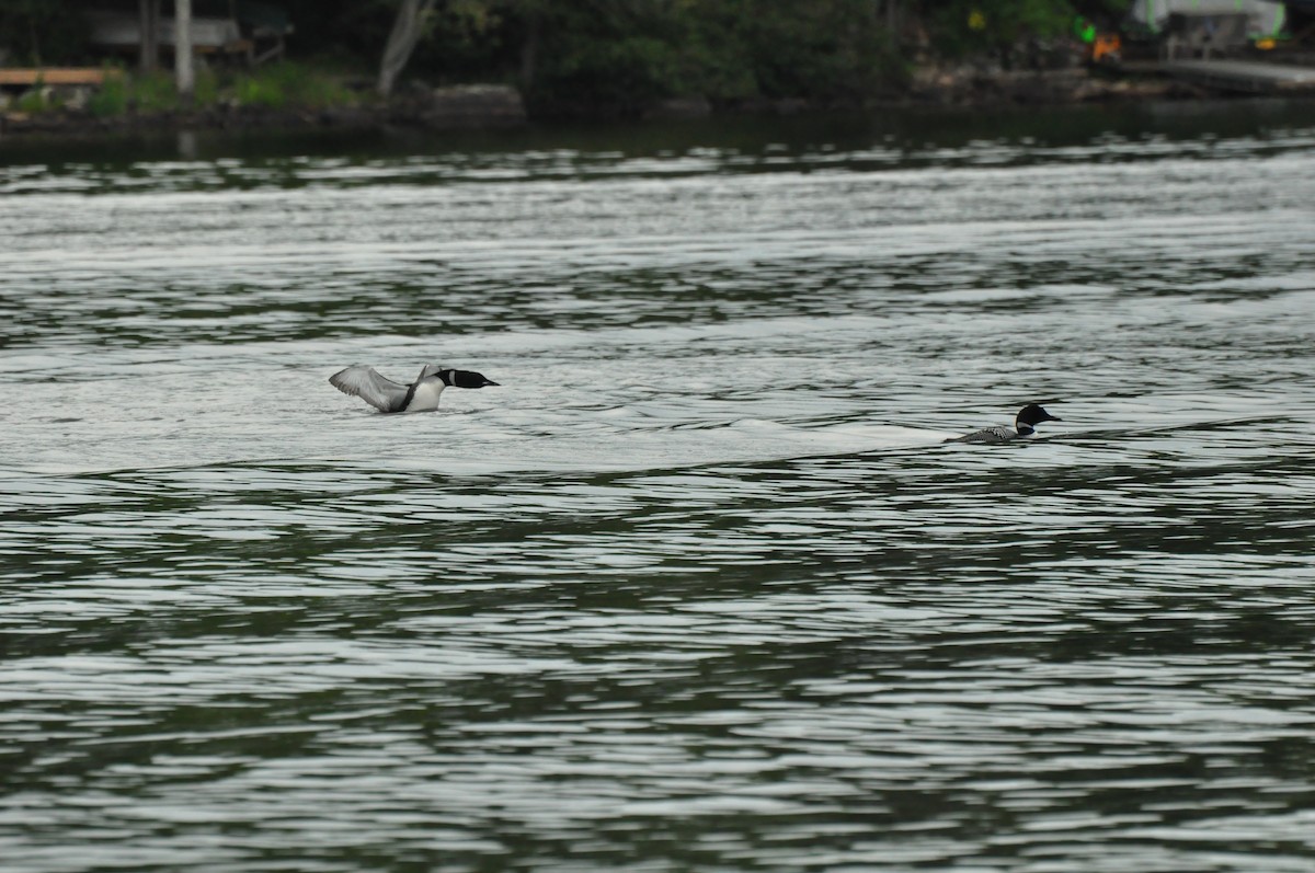 Plongeon huard - ML129192011