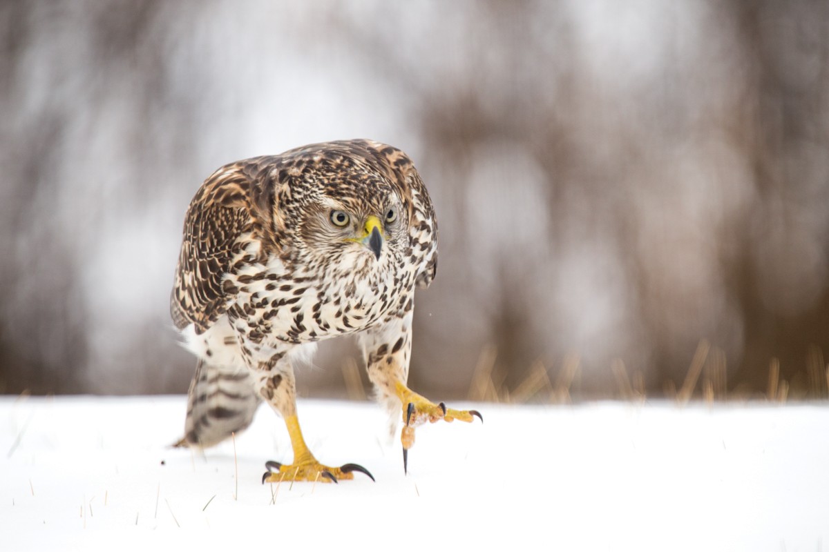 American Goshawk - Jesse Kolar