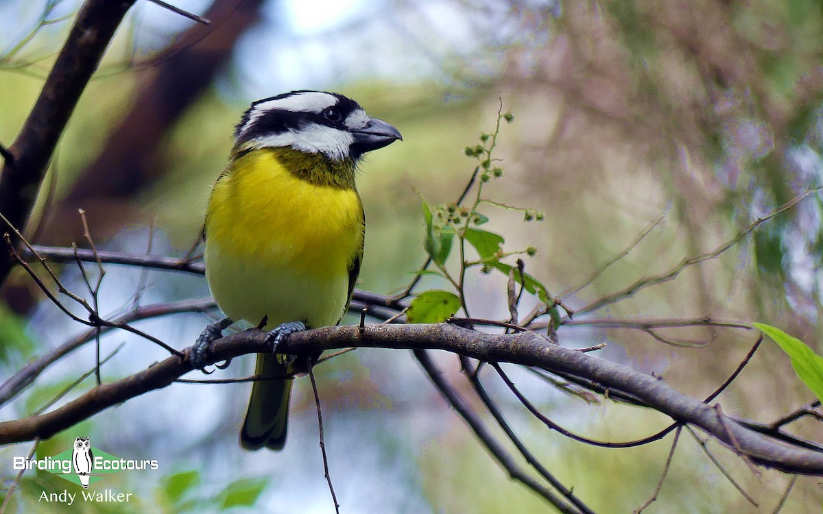 Western Shrike-tit - ML129192621