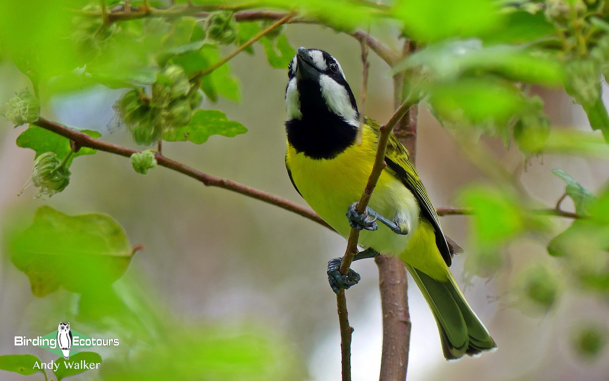 Western Shrike-tit - ML129192631