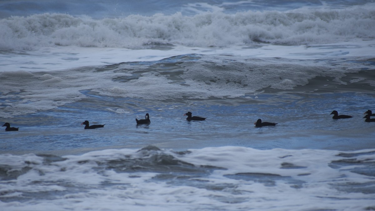 Surf Scoter - ML129192711