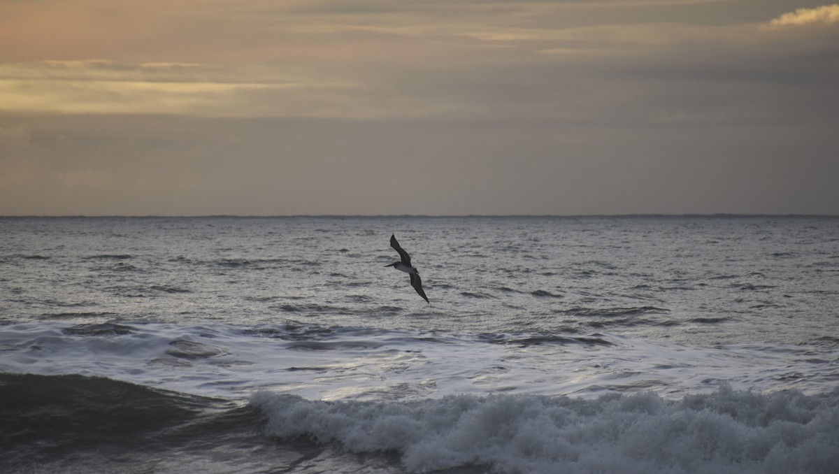 Brown Pelican - ML129192911