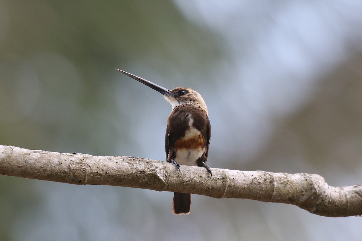 Pale-headed Jacamar - Fabrice Schmitt