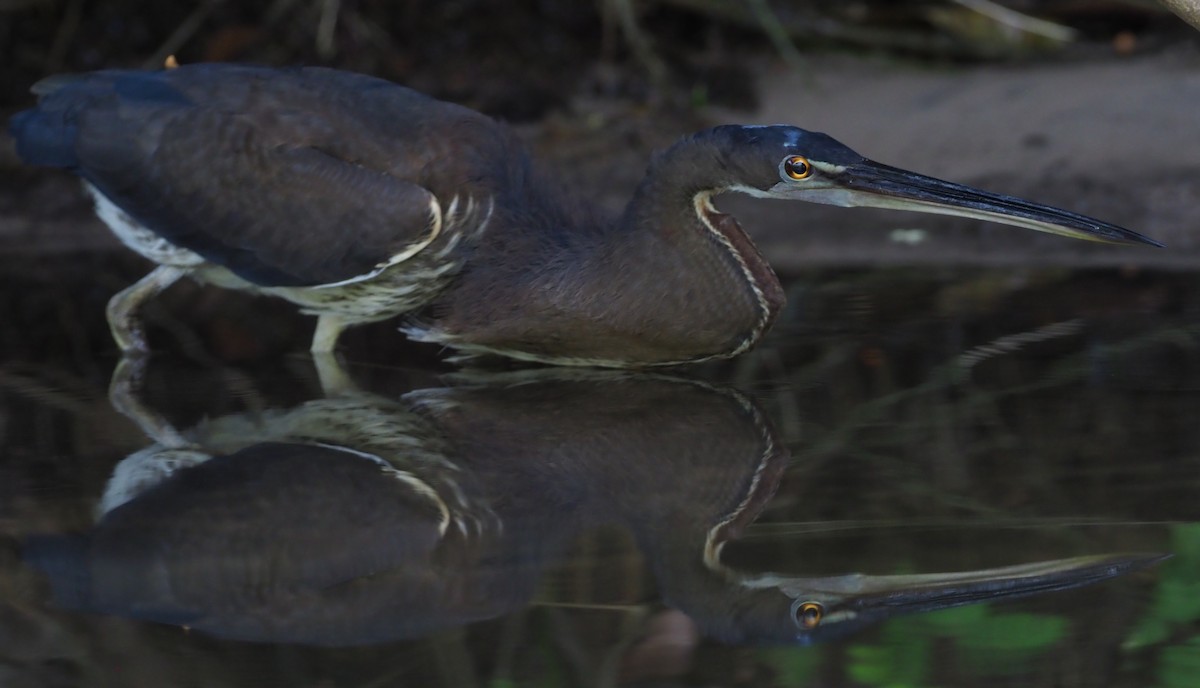 Agami Heron - ML129193821