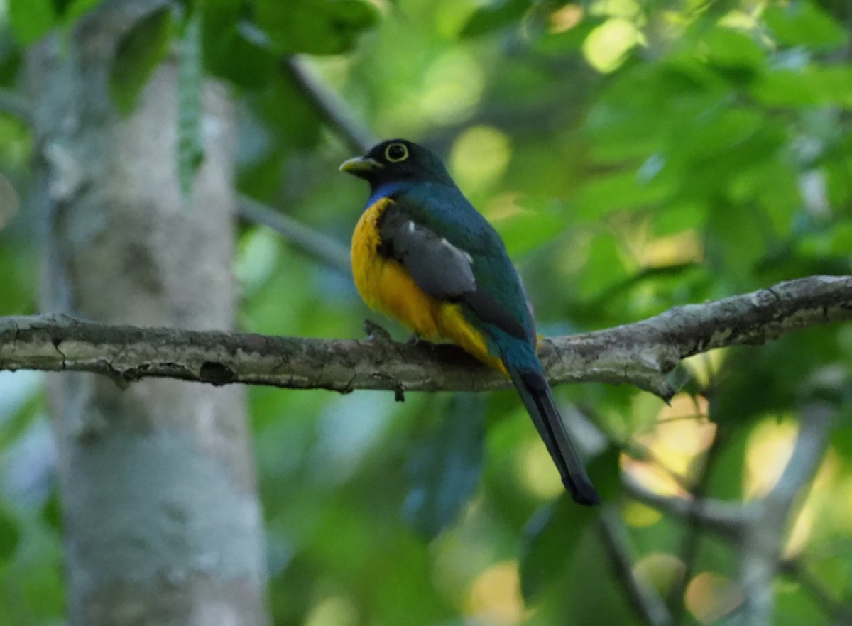 Amazonian Black-throated Trogon - ML129193891