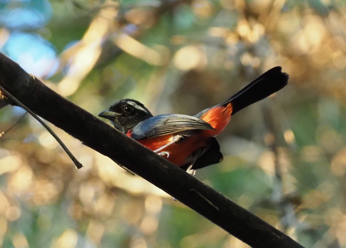 Rose-breasted Chat - ML129193911