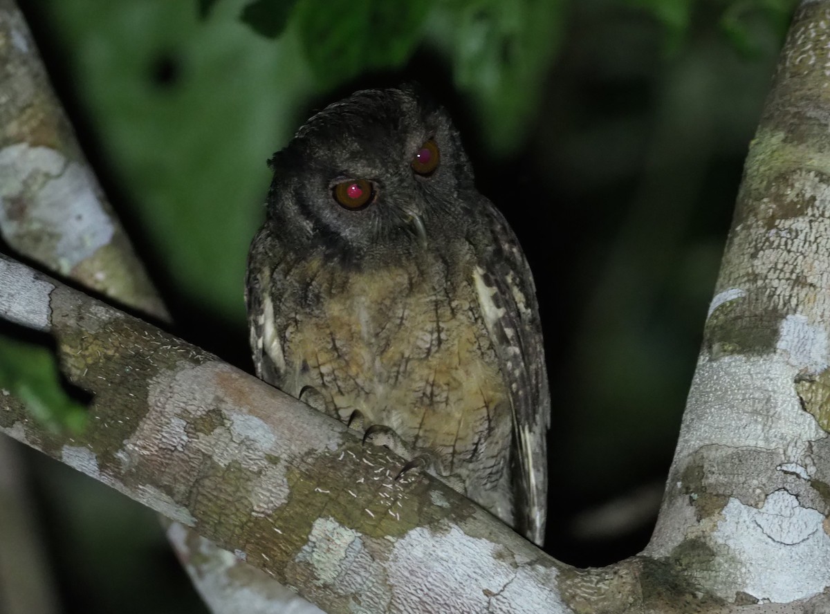 Tawny-bellied Screech-Owl - ML129194001
