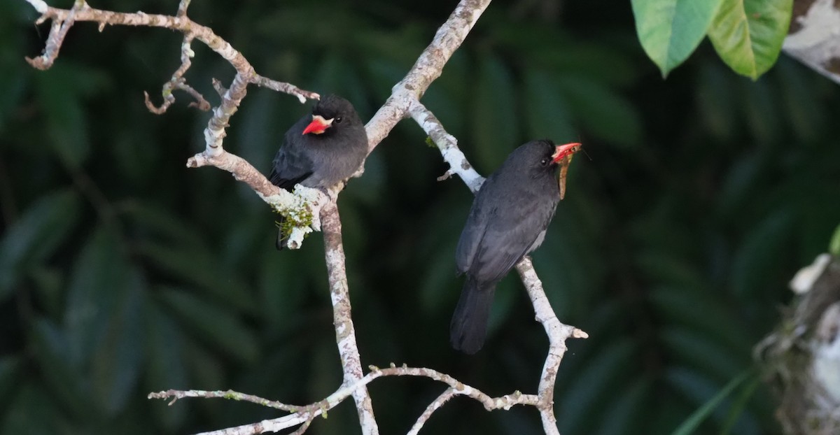 White-fronted Nunbird - ML129194321