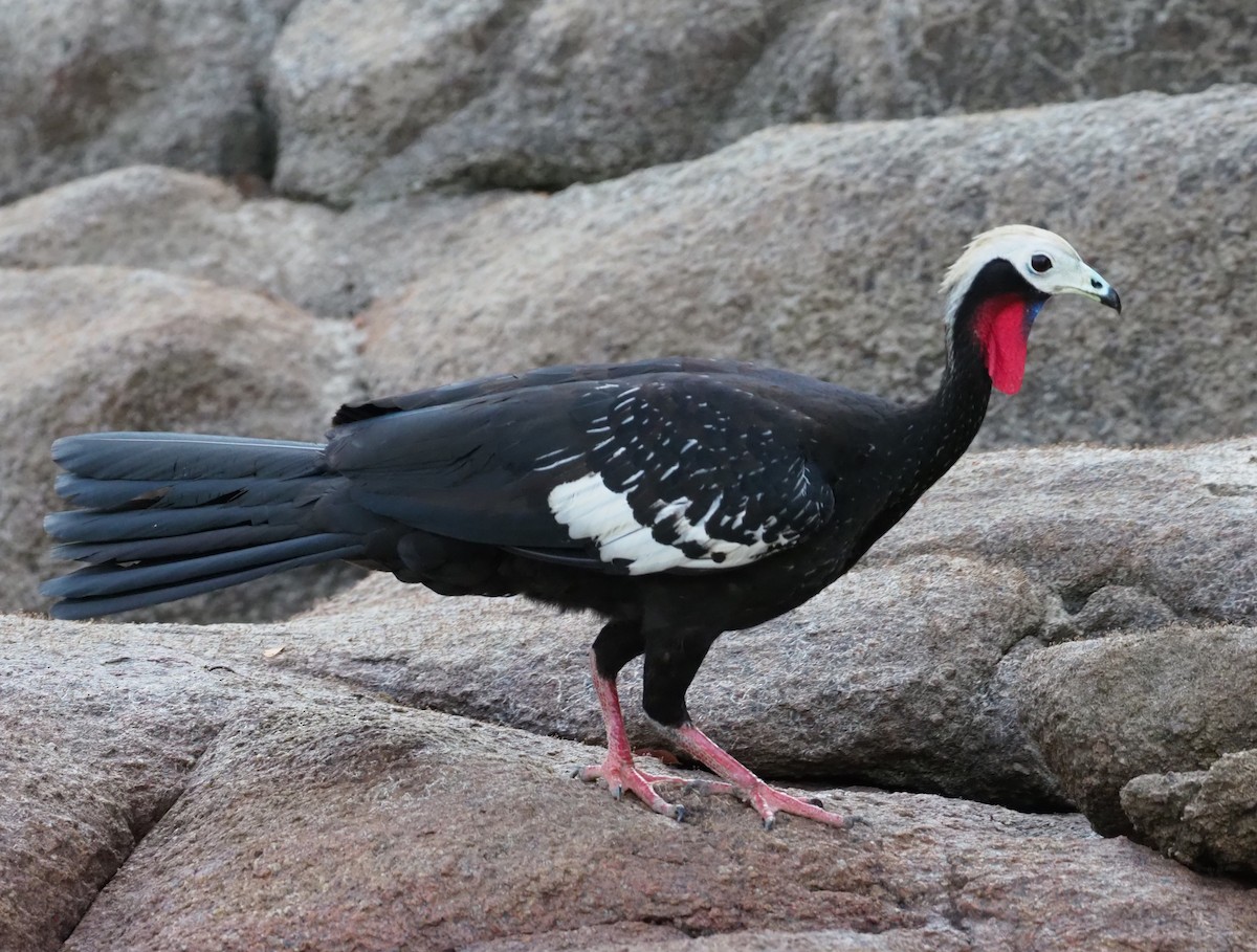 Red-throated Piping-Guan - Stephan Lorenz