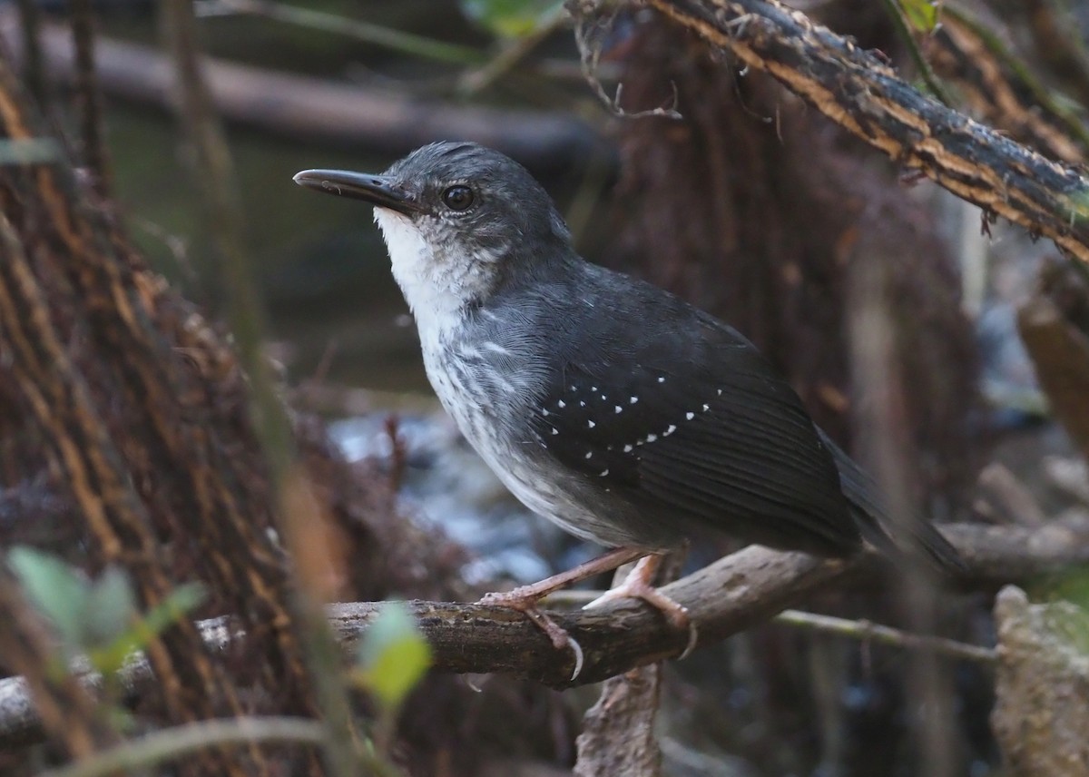 Silvered Antbird - Stephan Lorenz / Rockjumper Birding Tours