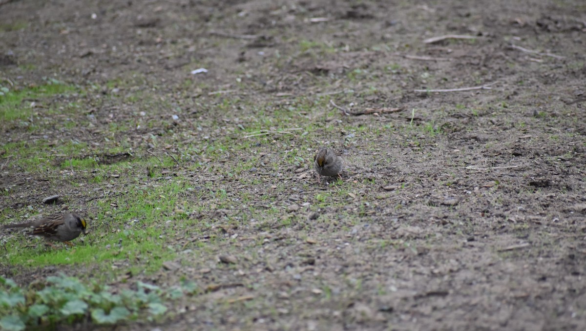 Golden-crowned Sparrow - ML129195581