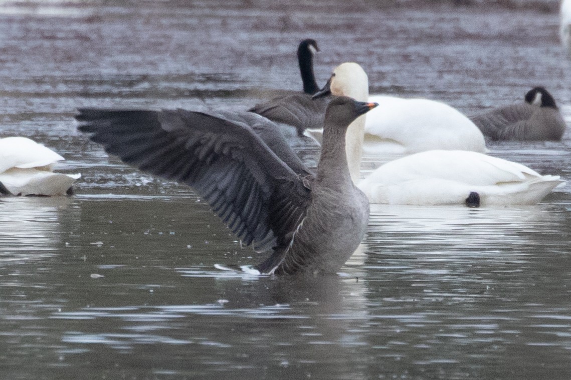 Tundra Bean-Goose - Audrey Addison