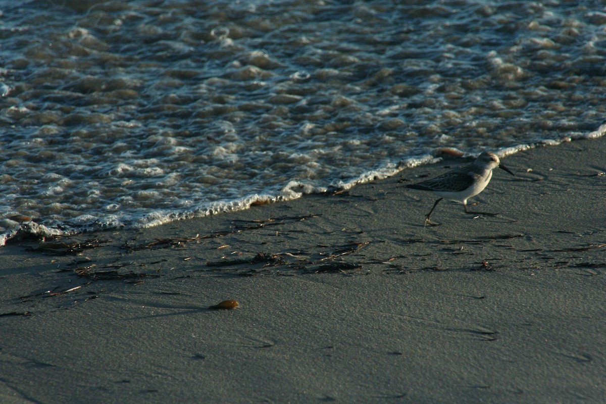 Western Sandpiper - ML129198541