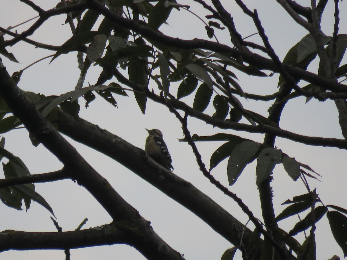 Gray-capped Pygmy Woodpecker - ML129199351