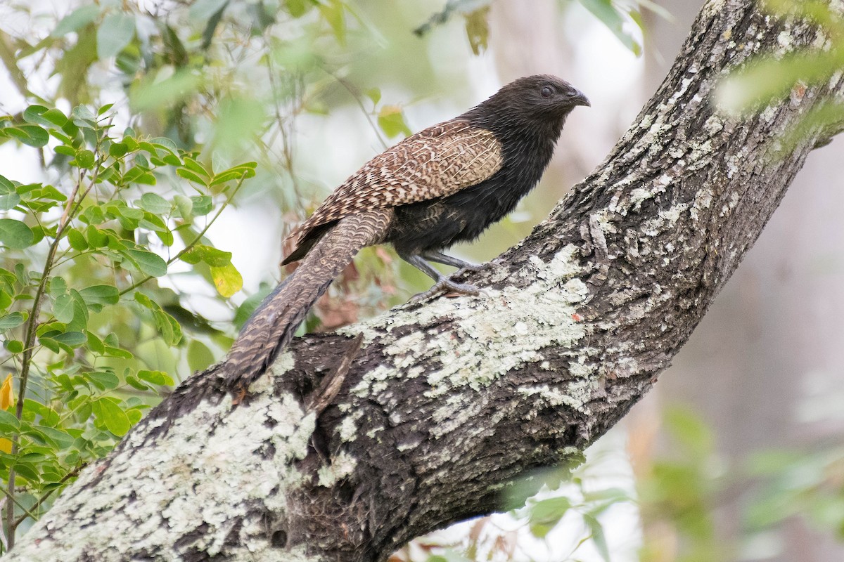Pheasant Coucal - Terence Alexander